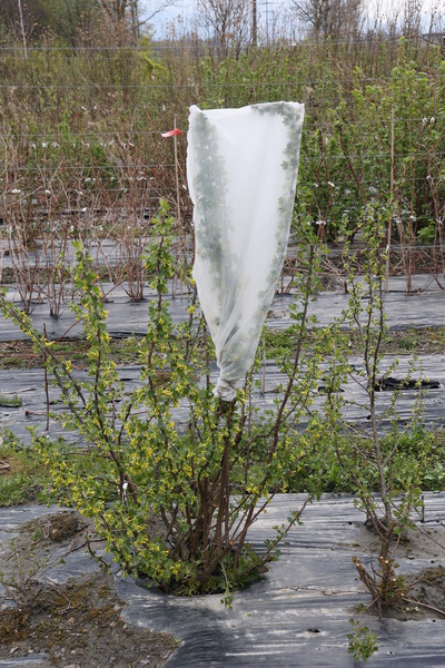 Zierjohannisbeere Ribes aureum eingesackte Blten Lubera Zchtungsfeld Versuchsfeld im April 2022