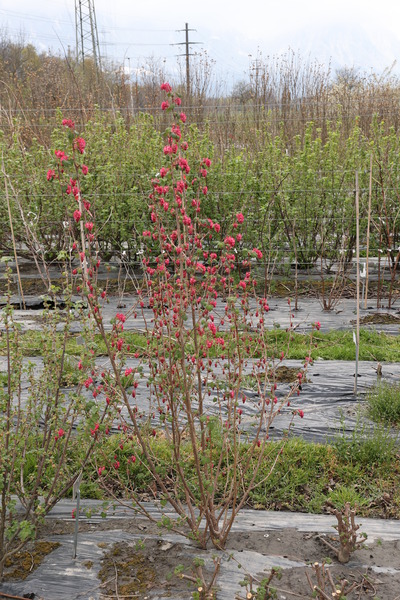 Zierjohannisbeere Ribes aureum Lubera Zchtungsfeld Versuchsfeld im April 2022