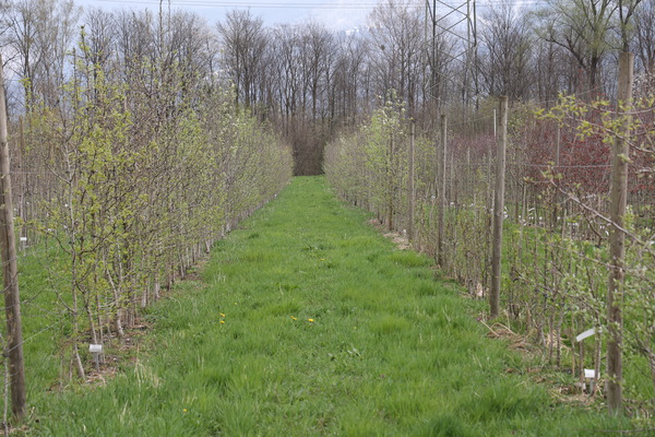 Birnbume Prunus Lubera Zchtungsfeld Versuchsfeld im April 2022