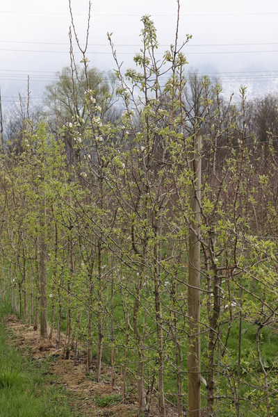 Birnbume Prunus Lubera Zchtungsfeld Versuchsfeld im April 2022