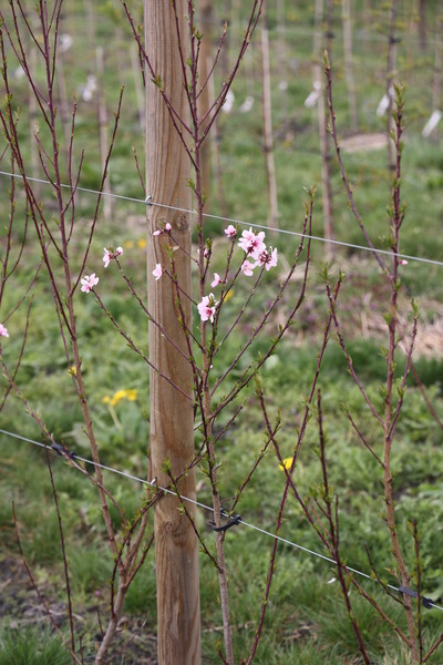 Pfirsichbume Pfirsichsmlinge Kreuzung Rubus persica Rubus mira Lubera Zchtungsfeld Versuchsfeld im April 2022