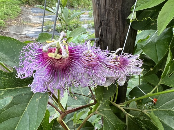 Passiflora incarnata 