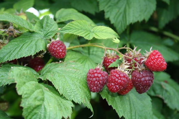 Sommerhimbeeren Sanibelle