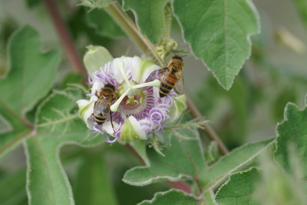 Passiflora pentschista (arida), winterharte Passionsfrüchte, Züchtung, Passiflora