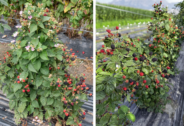 Brombeeren, Gamechanger