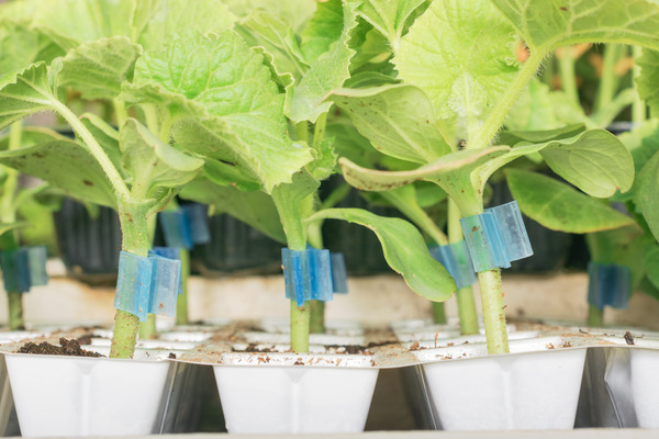 Gurke, veredelt, Cucumis sativus
