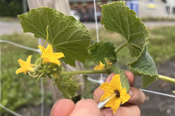 Gurken bestäuben, Cucumis sativus