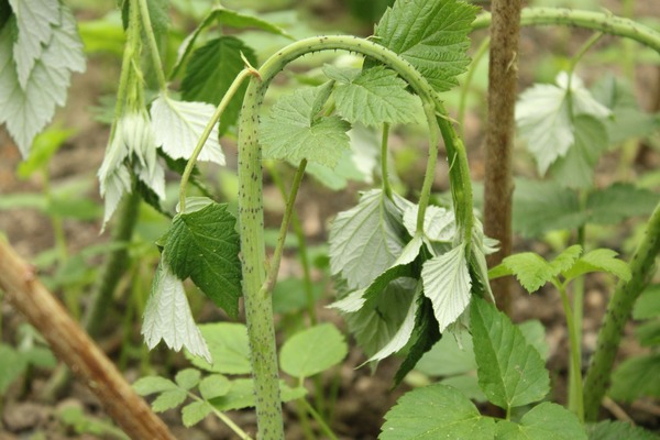 Himbeere, Wurzelsterben, Phytophthora, Symptom Austrieb