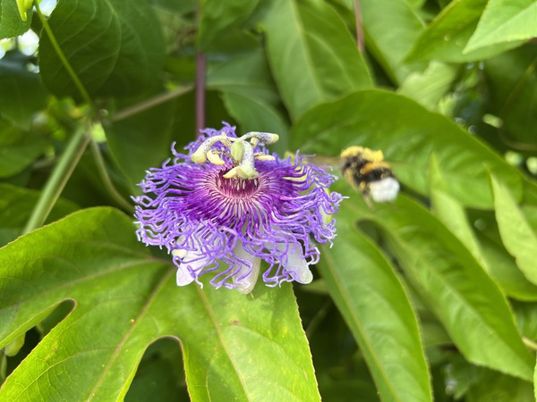 Passiflora incarnata, Hummel, Bestubung
