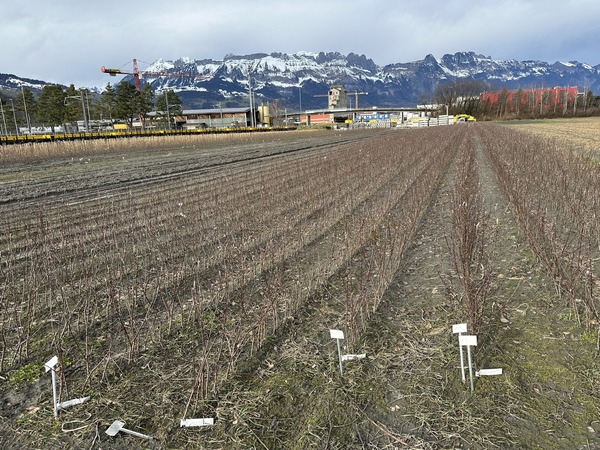 Easytree, okulierte Unterlagen auf Feld, schlafende Augen