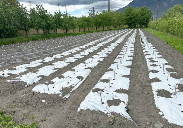 Feld Buchs, Z�chtung, Mai 2026, 1000 Kartoffeln Sorten gesteckt