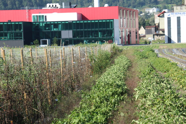 Freilandtomaten ohne berdachung