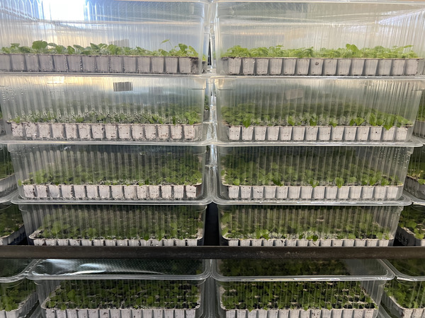 in vitro Vermehrung, in vitro Plug, IVP, Himbeeren