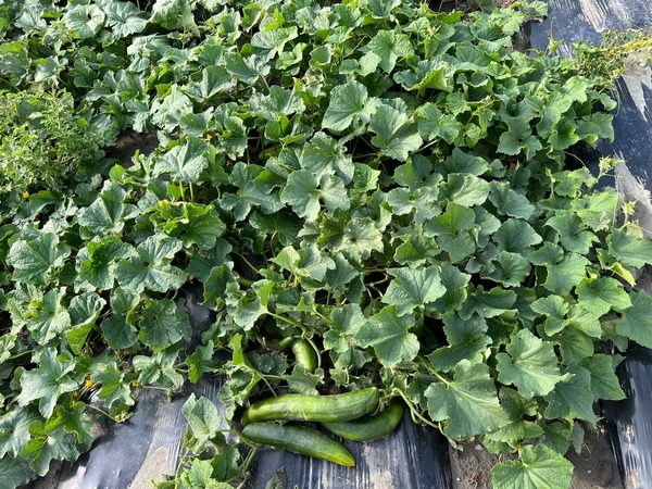 Gurke Katrina F1, Cucumis sativus, Freilandgurke, Gurken züchten