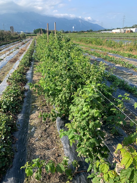 Himbeertrume werden wahr Himbeerzchtung Rubus idaeus