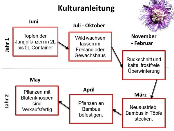 Kulturanleitung für winterharte Cooltropics® Passionsfrüchte im großen Topf