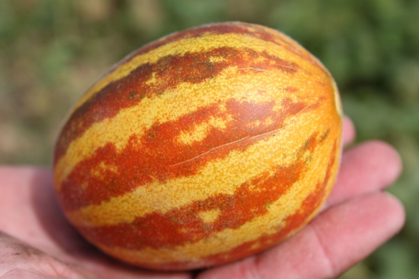 Outdoor melon  Lubera
