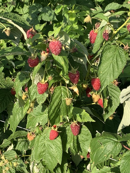 Himbeertrume werden wahr Himbeerzchtung Rubus idaeus