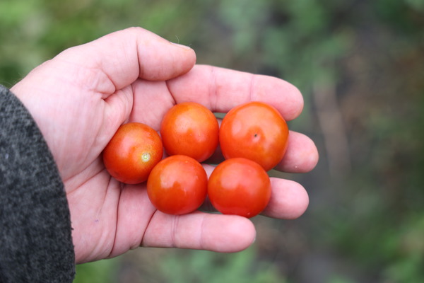 Tomate, Open Sky, Opensky-Tomaten, Freilandtomate, Sugared