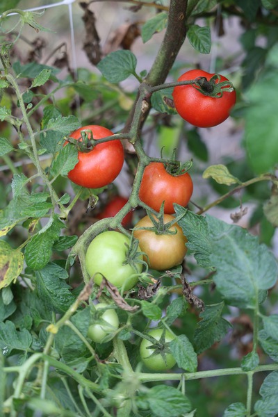 Tomate, Open Sky, Opensky-Tomaten, Freilandtomate, Tombonne