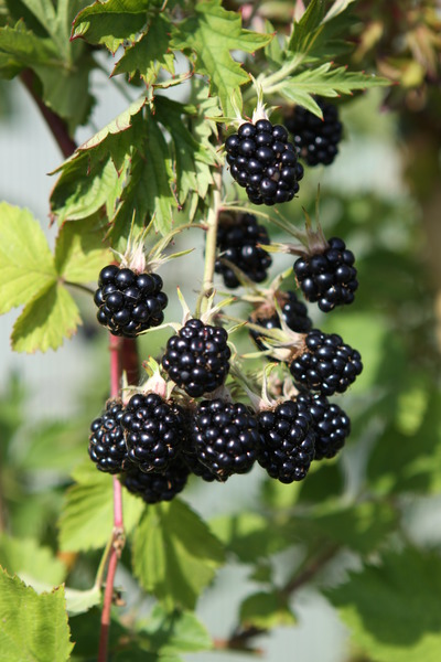 Blackberry varieties