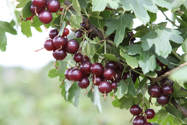 Ribes aureum, Vierbeere, RA 201, Goldjohannisbeere