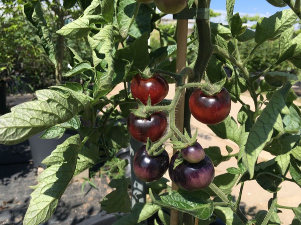 LE, Sortensichtung, Strullendorf, Tomate, Freilandtomate, Open Sky�, Happyblack�
