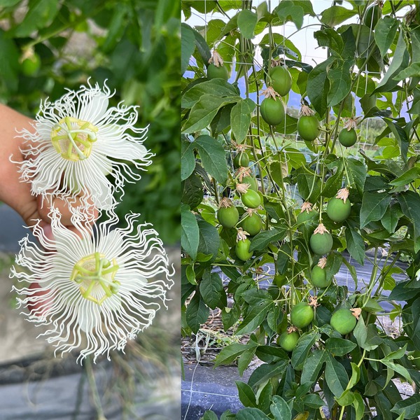 Passiflora incarnata alba, Snow Maypop, Eia Popeia