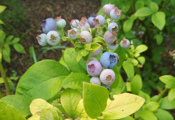 Heidelbeere Yelloberry Blue