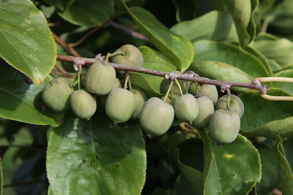 Minikiwi Fresh Jumbo, Kiwiberry, weibliche Kiwi, Schlingpflanze