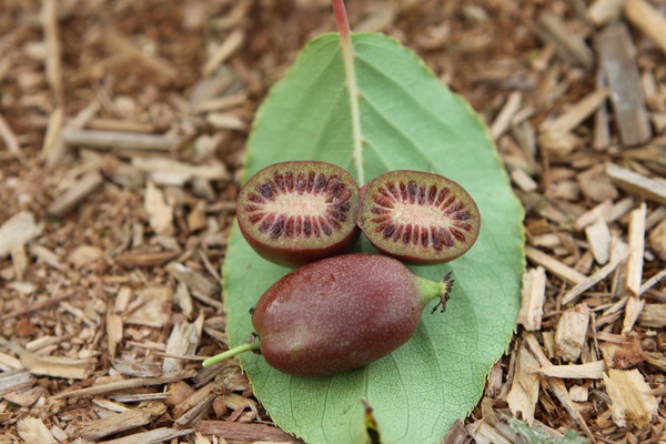 Minikiwi Red Jumbo, Kiwiberry, weibliche Kiwi, rote Frucht, Schlingpflanze