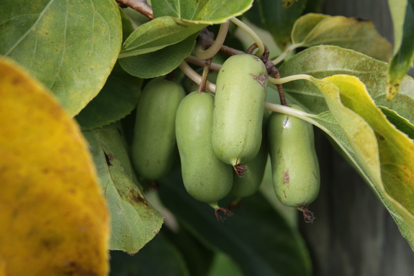 Minikiwi Super Jumbo, Kiwiberry, weibliche Kiwi, grofruchtig, Schlingpflanze