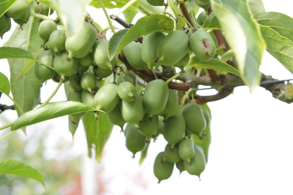 Minikiwi Super Issai, Kiwiberry, selbstfruchtbar, parthenokarp, Schlingpflanze