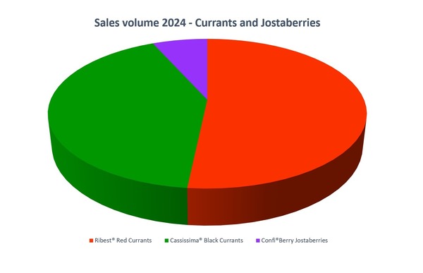 Grafik, Cassissima, Verkaufszahlen 2024, Pflanze des Jahres