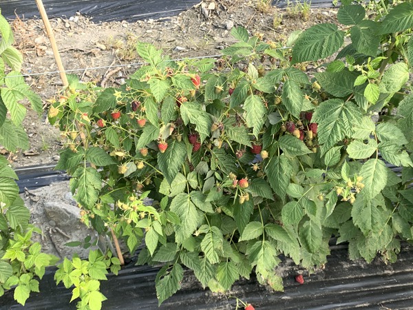 Himbeerträume werden wahr Himbeerzüchtung Rubus idaeus