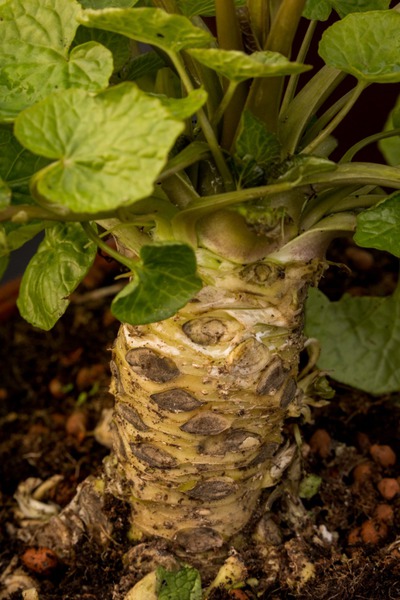 Wasabi (Eutrema japonica)