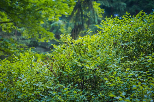wilde Heidelbeeren, wilde Blaubeeren, Blaubeeren im Wald, Blaubeeren Naturstandort, Pixabay