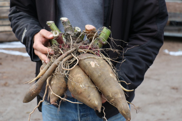 Yacon – the sweet, giant tubers from South America