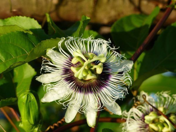 Passiflora edulis Passionsblume berwintern